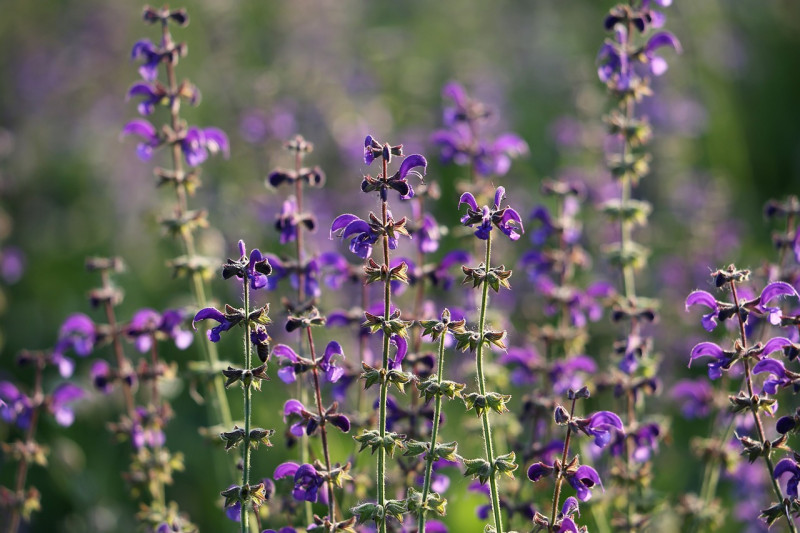 Veldsalie-Salvia pratensis-Wilde salie-Tuinbloemen-Inheemse flora-Florale biodiversiteit-Bloemenpracht-Natuurlijke tuinbeplanting
